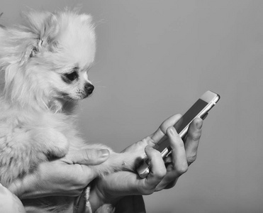 可爱的小狗在手中可爱的博美犬狗在女性手中使用智能手机照片
