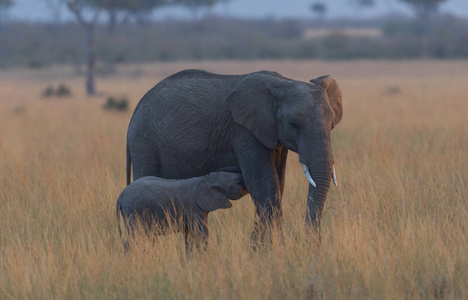 非洲大象母亲在非洲塞伦盖蒂有小牛。