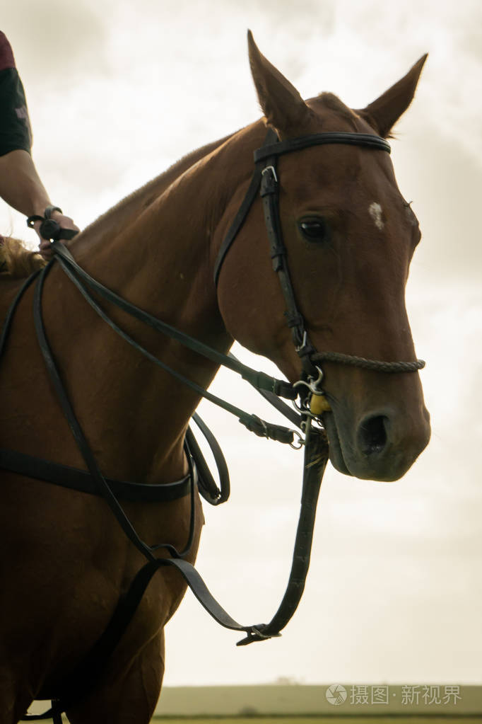 骑在后面的骑手的马头