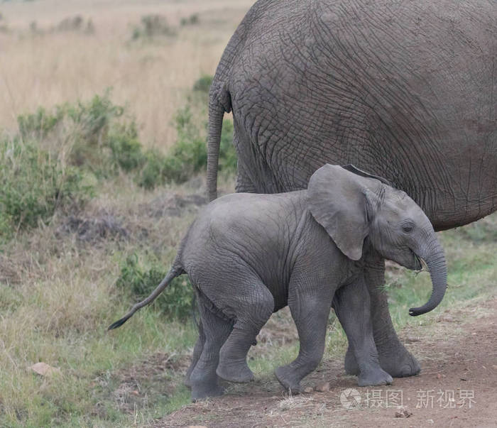 非洲大象母亲在非洲塞伦盖蒂有小牛。