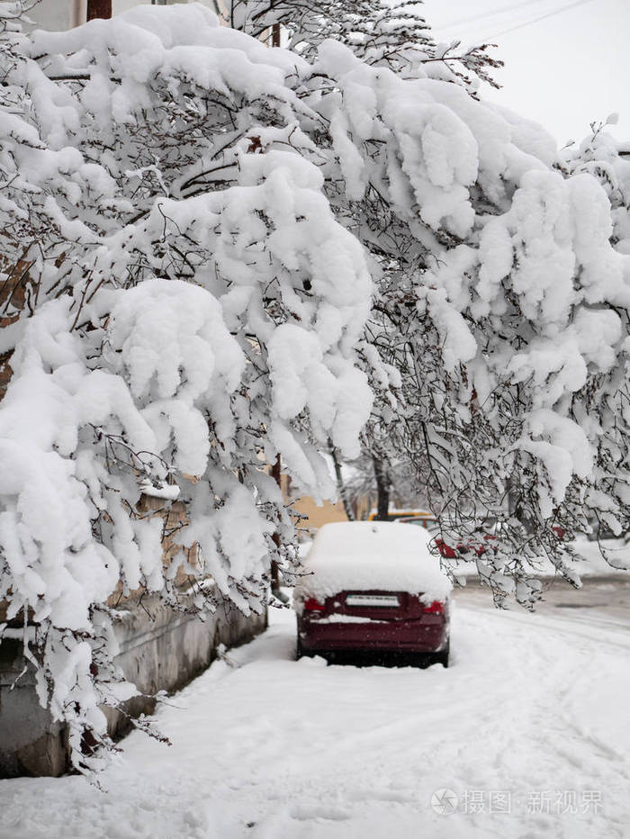 照片 在大雪,暴风雪,暴风雪之后,树上覆盖着大量的白雪和汽车,背景上