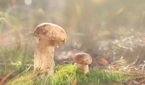 林中的蘑菇