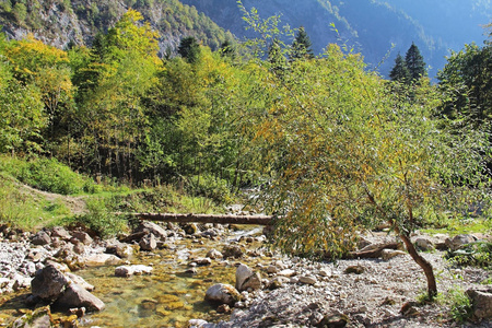 秋天山河上木桥的美丽景色。 森林里的山河。 阿布哈兹。 美丽的风景。