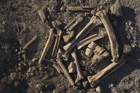 古代人吃的动物骨头。 有蹄动物的遗骸。