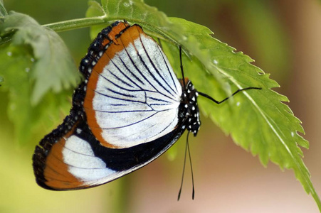美丽而多彩的热带蝴蝶在自然特写。 不错的壁纸背景