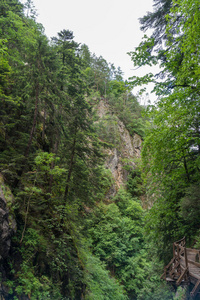 瑞士阿尔卑斯山杜杜兰三峡的神奇森林