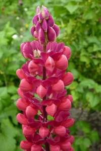 圆锥状的花序图片