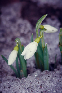 第一颗雪花开了.