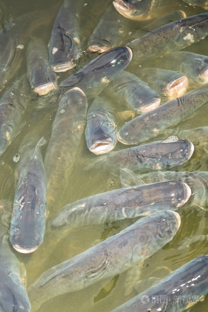 养鱼场用于饲养梭鱼和鲟鱼. 捕获生物量和鱼类人工分类