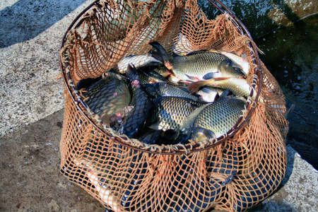 人工饲养鱼养鱼场用于饲养鲤鱼. 捕获生物量和鱼类人工分类照片