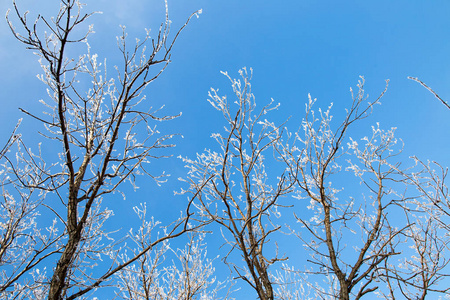 蓝天背景上的树枝和霜