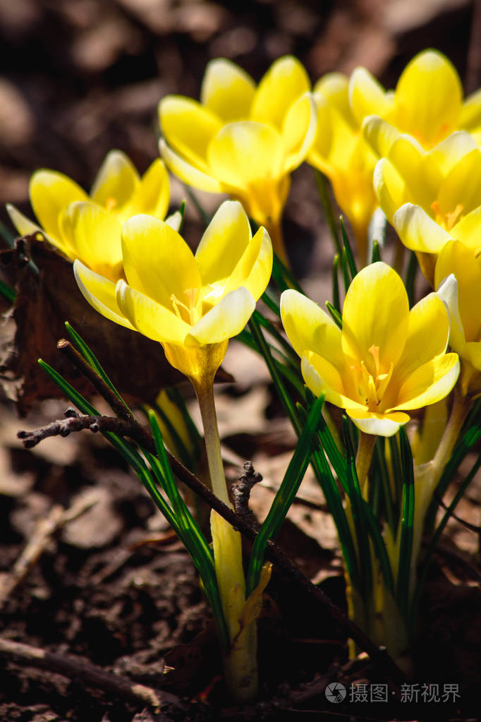 开花的番红花近景
