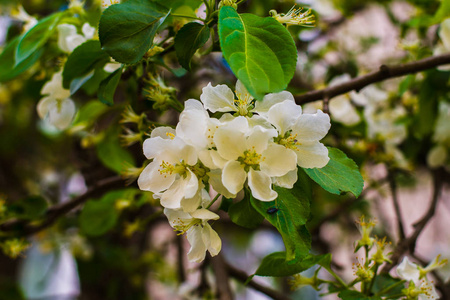 早春开花苹果树枝