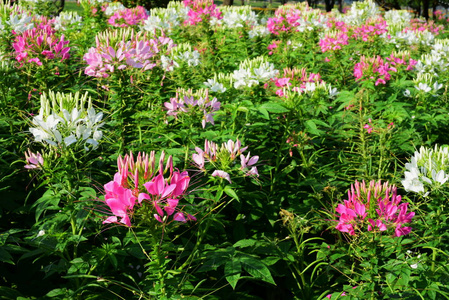 s big city parkPink flowers that are decorated in the city park