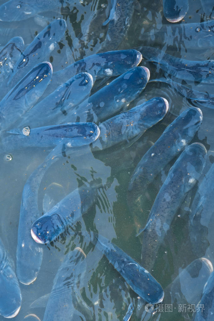 养鱼场用于饲养梭鱼和鲟鱼. 捕获生物量和鱼类人工分类