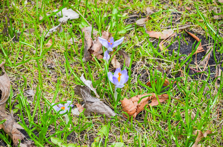 关闭明斯克公园美丽的春花