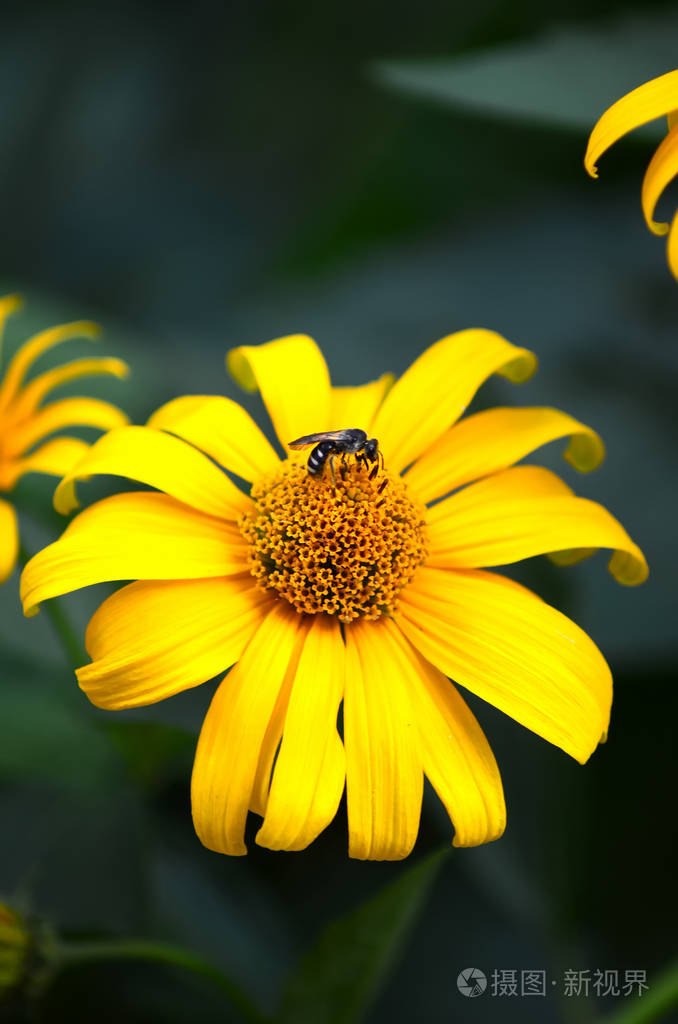 蜜蜂采花花粉近景