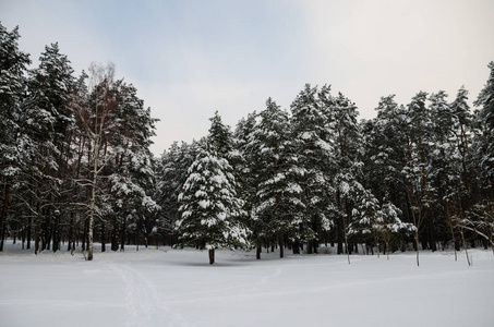 冬景冰雪覆盖的森林