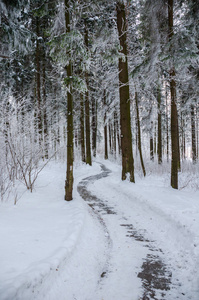 冬景冰雪覆盖的森林