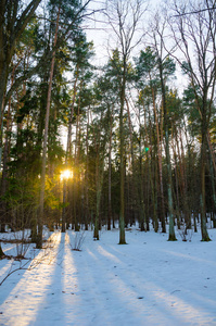 冬松林傍晚日落的阳光