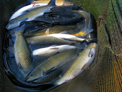 养鱼场用于饲养鲤鱼. 捕获生物量和鱼类人工分类照片