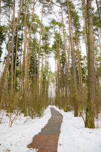 冬景冰雪覆盖的森林