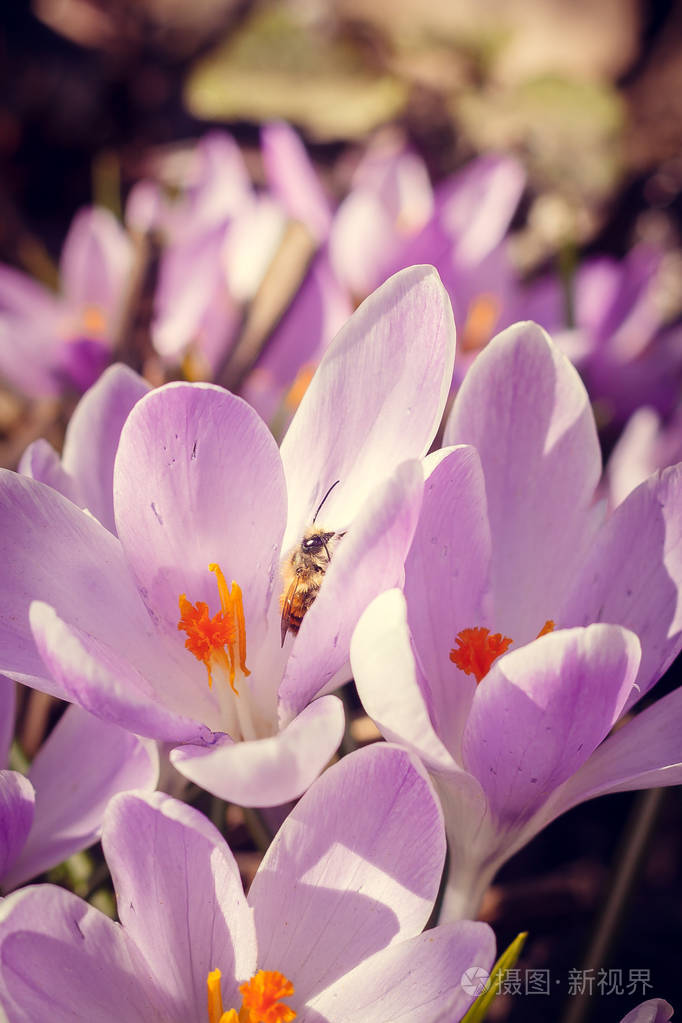 紫罗兰开花的番红花近景