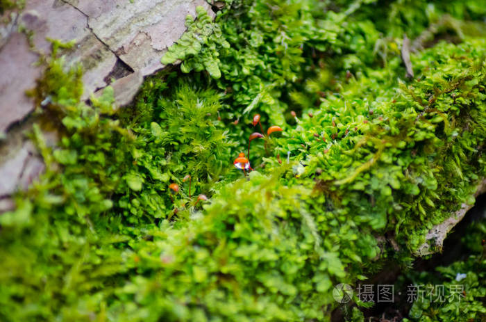 绿苔在树干上的近景