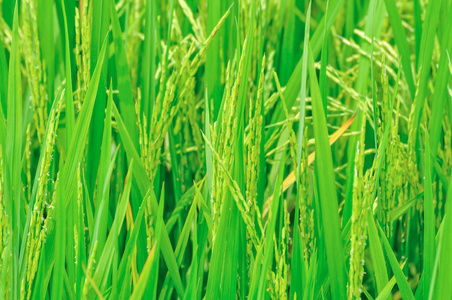 稻田里成熟的水稻
