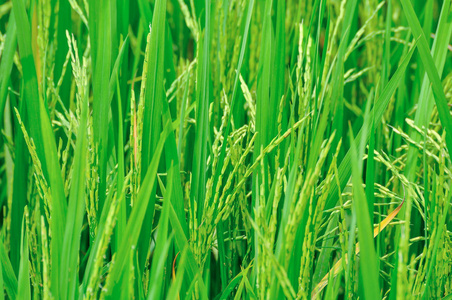 在稻田里翻耕水稻图片
