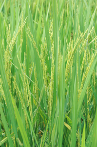 在稻田里翻耕水稻