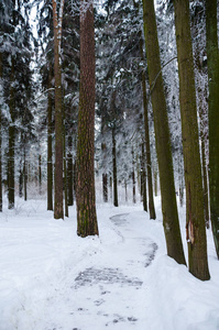 冬天冰雪覆盖的森林景色