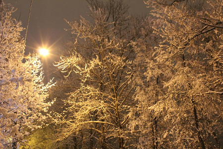 照片景观雪冬晚冬天俄罗斯有很多雪。他躺在地上，树又蓬松又冷。在傍晚的灯光下公园里很美..