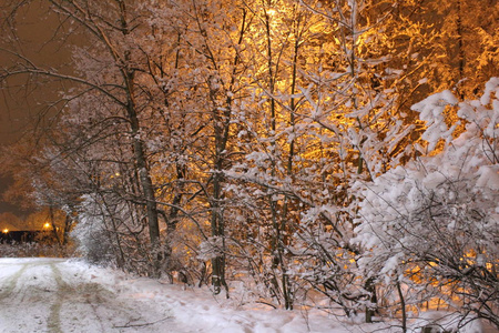 照片景观雪冬晚冬天俄罗斯有很多雪。他躺在地上，树又蓬松又冷。在傍晚的灯光下公园里很美..