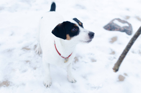 杰克罗素梗。狗在拉狗时和主人玩.冬天在户外散步。