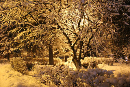 照片景观雪冬晚冬天俄罗斯有很多雪。他躺在地上，树又蓬松又冷。在傍晚的灯光下公园里很美..