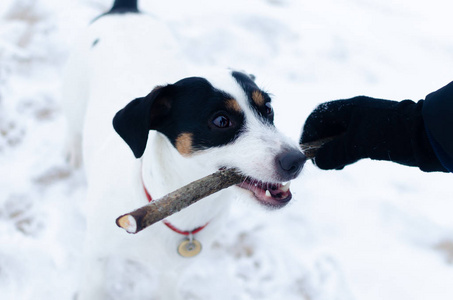 杰克罗素梗。狗在拉狗时和主人玩.冬天在户外散步。