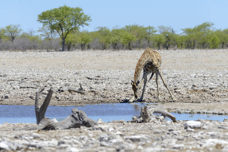 非洲热带草原上的长颈鹿