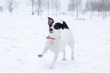 杰克拉塞尔猎犬。 狗和主人玩。 冬天在户外散步。