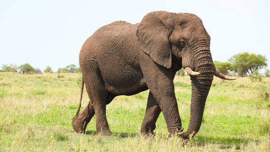 非洲大象在南非丛林游戏保护区狩猎