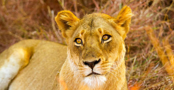 一只雌性非洲狮子躲在南非的一个游戏保护区的长草中