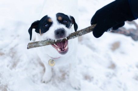 杰克拉塞尔猎犬。 狗在拉狗时和主人玩。 冬天在户外散步。