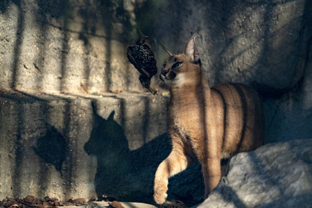 卡拉卡尔野生猫特写肖像猎鸟