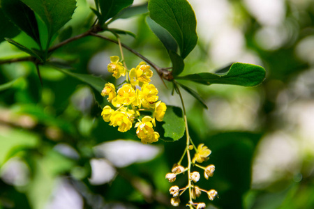 小檗属。 一朵盛开的巴宝莉的树枝。 灌木丛中的黄莓花