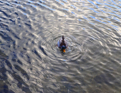 美丽的鸭子在水里游泳