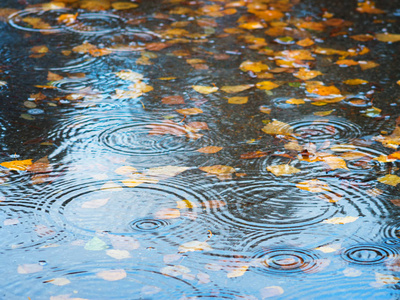 从树上的树叶落在雨中的水坑里