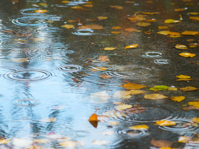 从树上的树叶落在雨中的水坑里