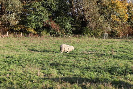 绵羊在绿色的田野上