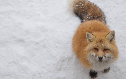 棕色狐狸在雪地上睡觉和散步，很可爱，但很野性。 狐狸村有太多脸饿的狐狸