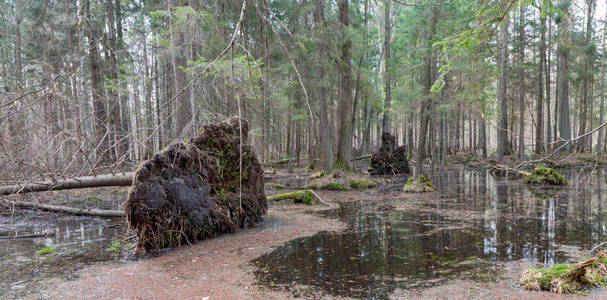 春天潮湿的混交林，有立水和枯树，部分下降